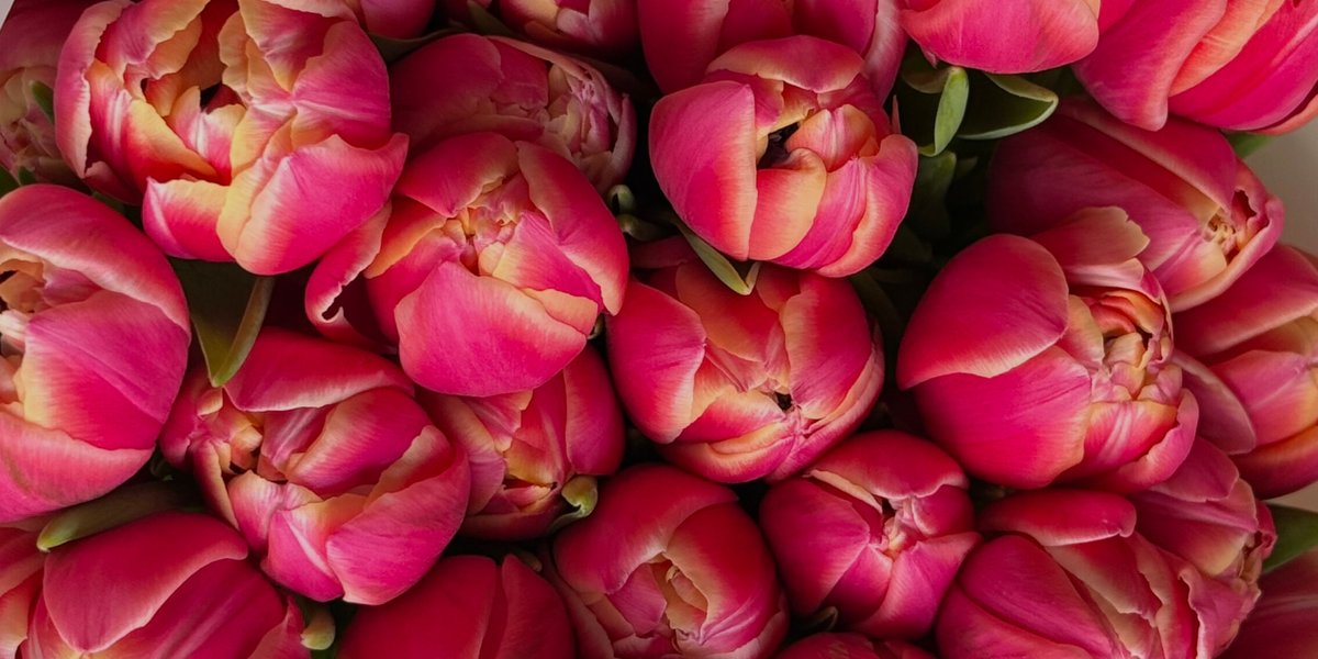 FRESH FLOWERS (the GARDEN)