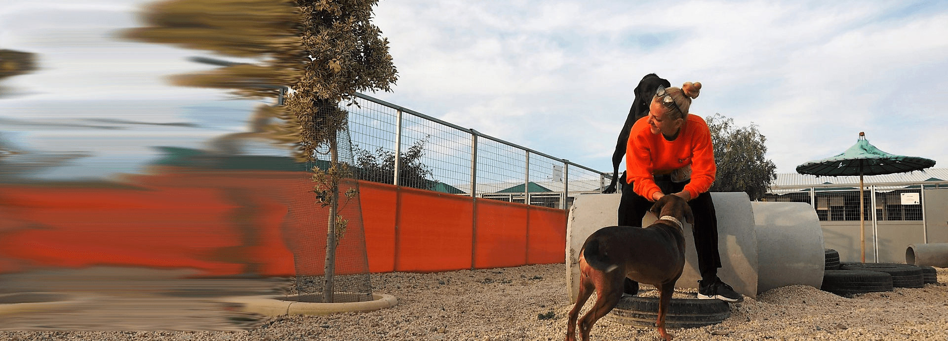 2nd Chance Dogs