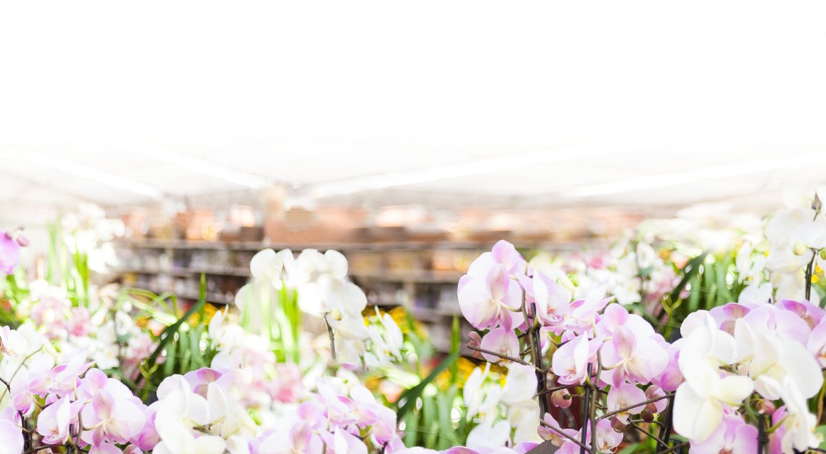 Rosemary designs flower shop