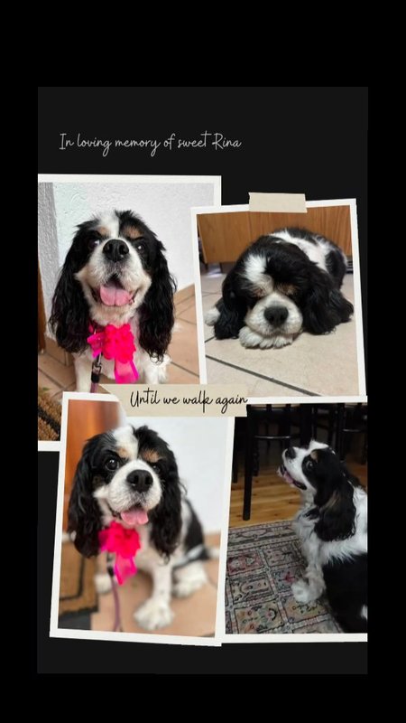 For Cats, Dogs & Love