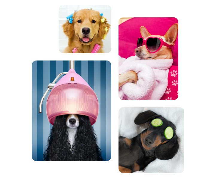 Pet World and Grooming