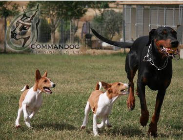 COMMANDOG TRAINING CENTER