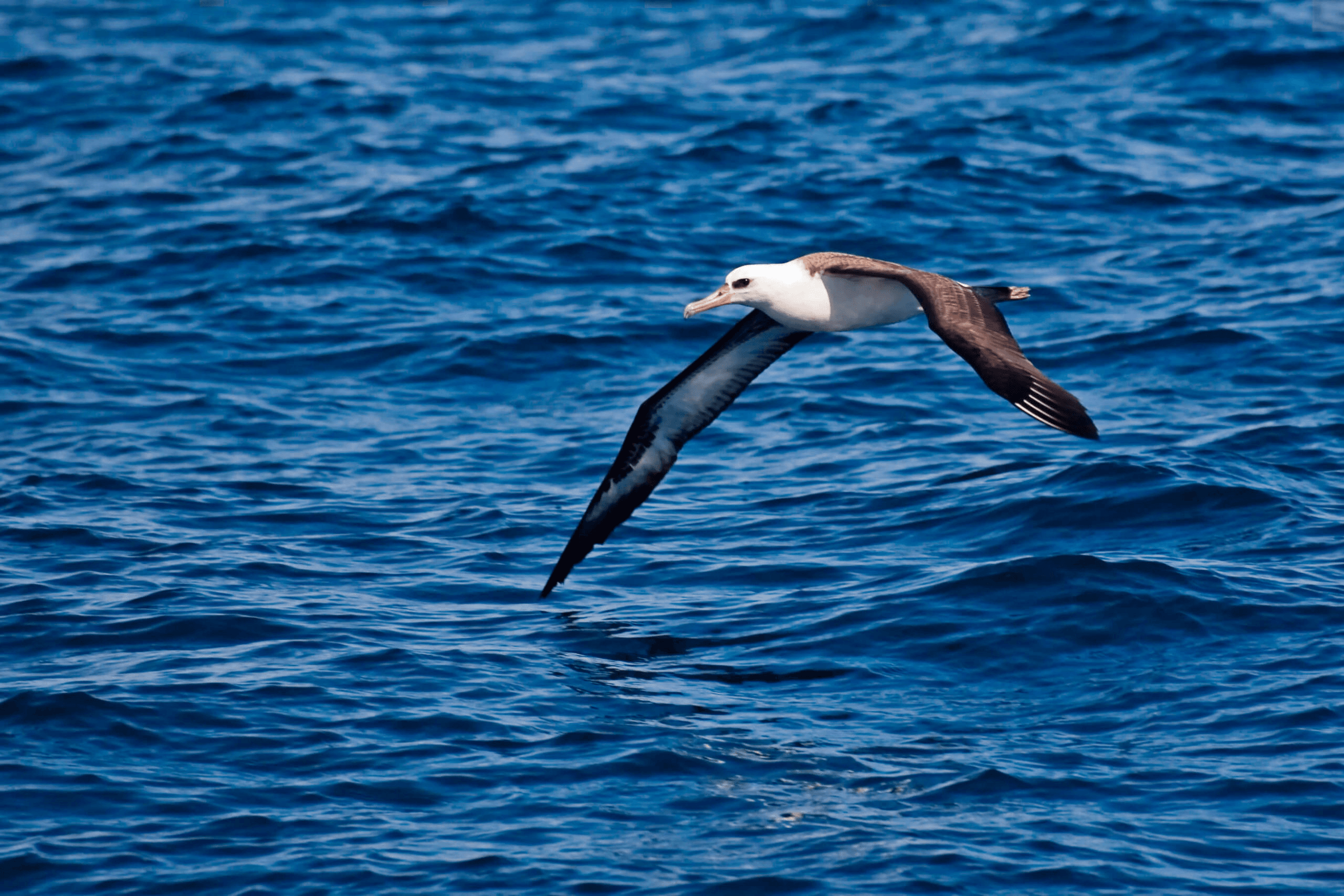 Albatross Audit Limited