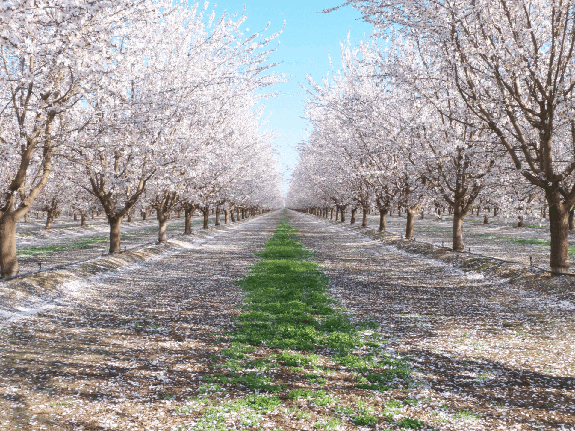 Almond Recruitment