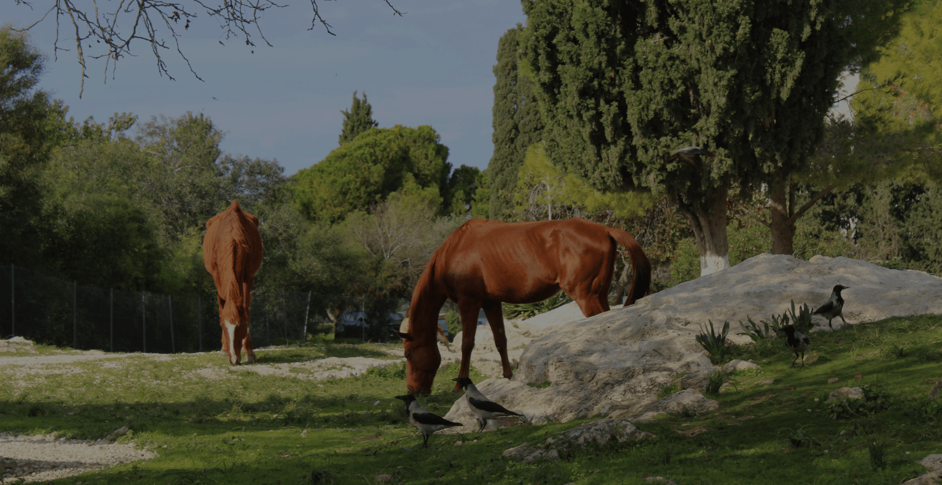 Animal Rescue Cyprus