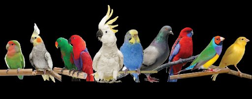 HUNTER Boutique • Zoofast Cy • Pet Shop