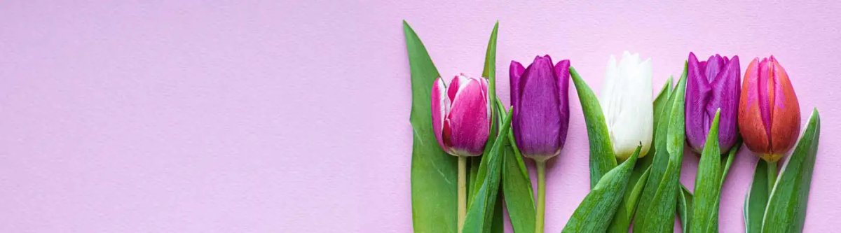 Cosmea Gardens Ltd 