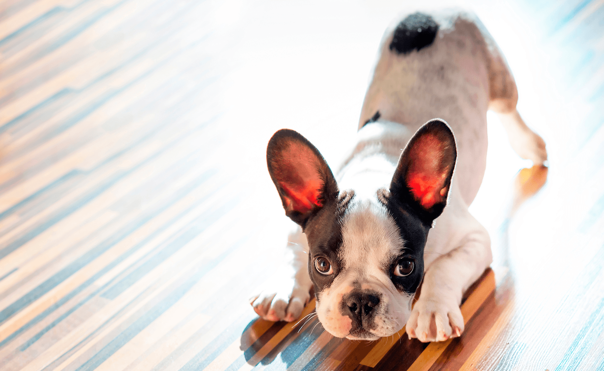 Cyprus School of Dog Training / Dog Concept