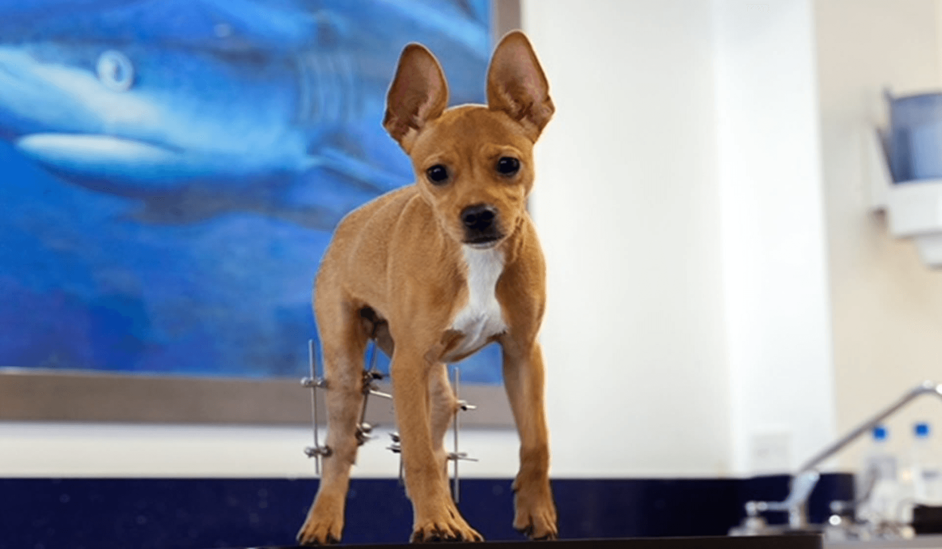 CYVETS VETERINARY CENTRE