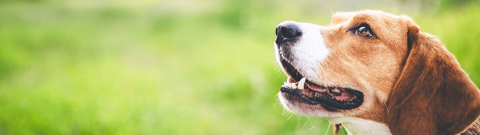 D&N VET VETERINARY CLINIC PAPHOS