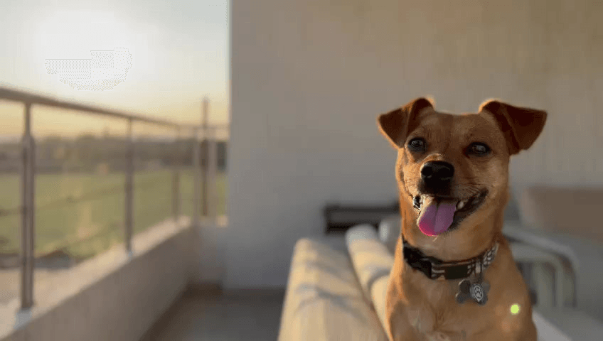 Elite Pet Relocation