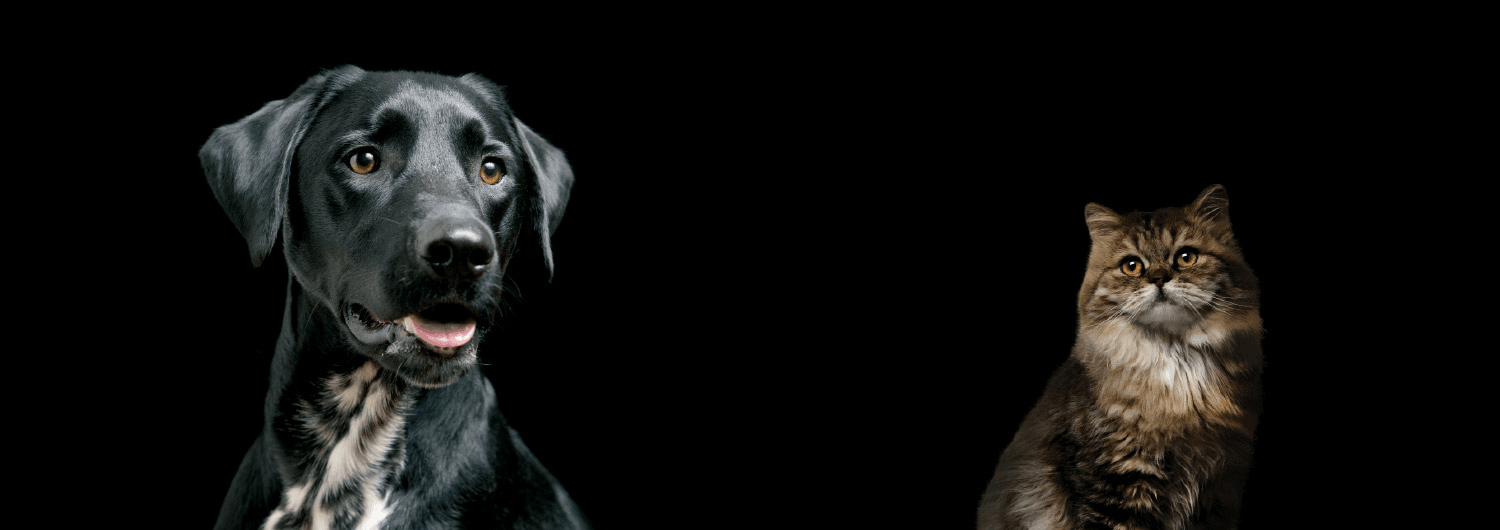 G. Tsappis Isor. Zootrofes Ltd, Kiti Branch (Champion Pet Food)