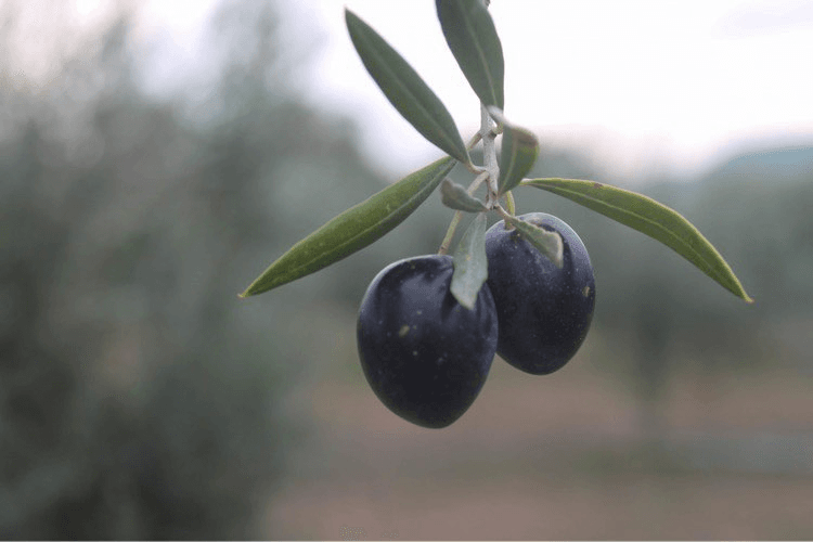 GLC Products Cyprus Ltd