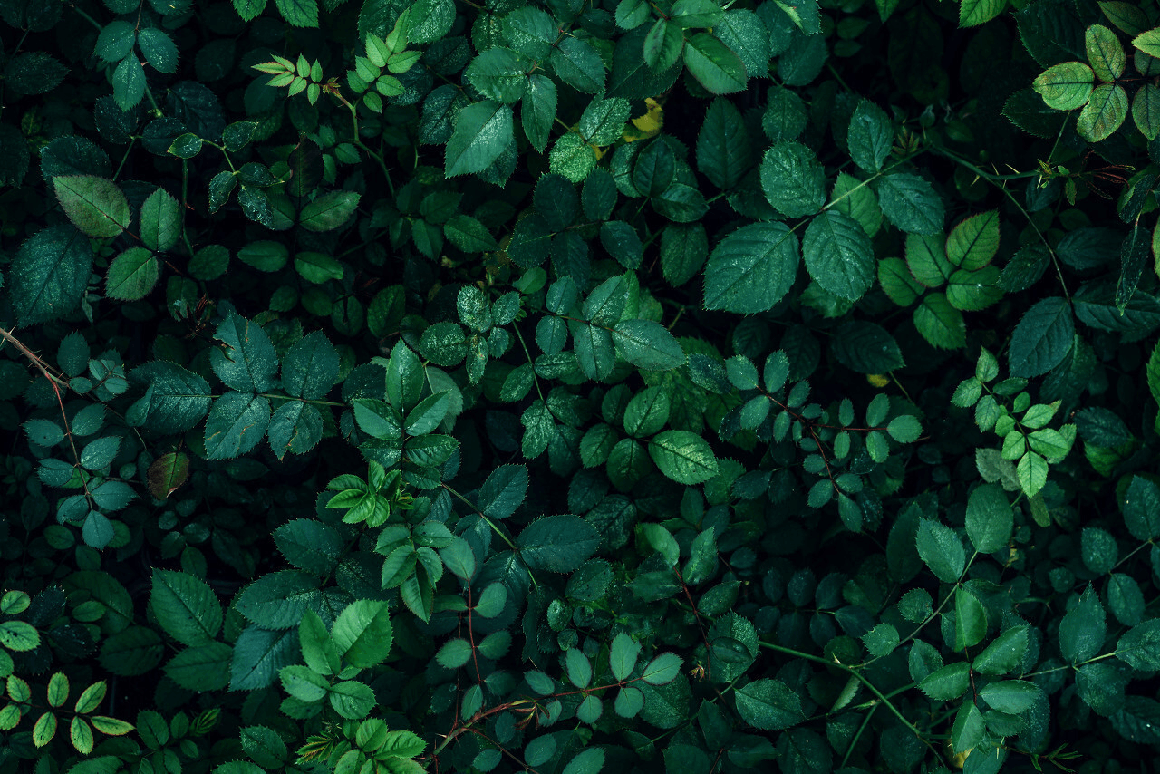 GREEN SMILE 