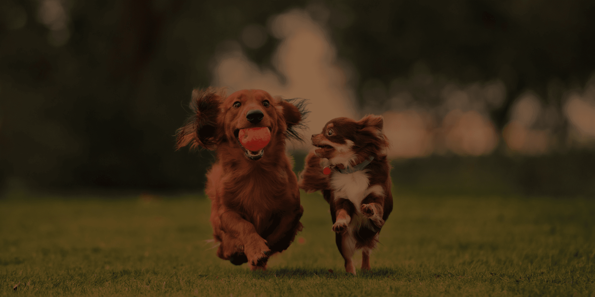 Healthy Paws Veterinary Services 