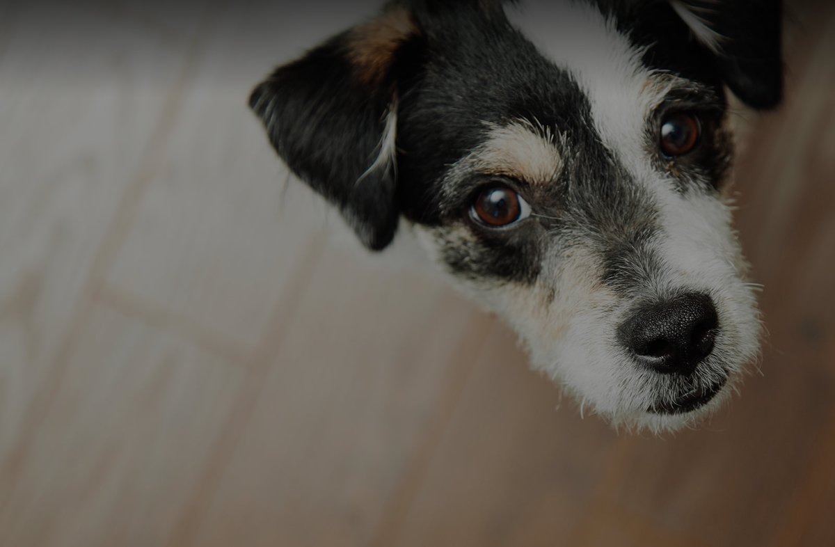 Limassol Veterinary Clinic - Dr. Markos Ktori