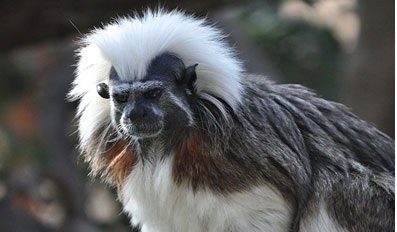 Limassol Zoo - Image 2