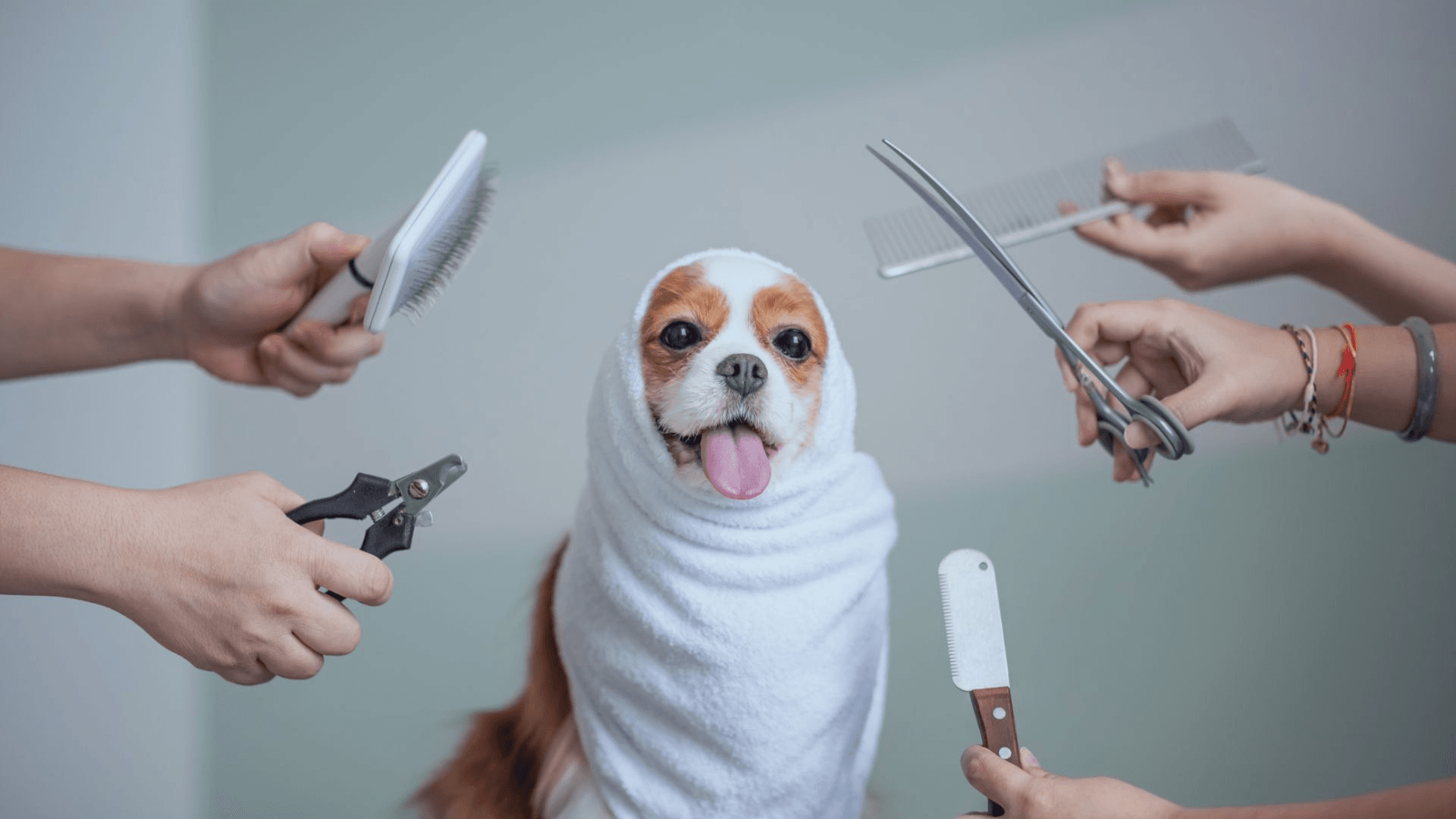 LYCORIANA Pet Shop and Grooming Salon_2