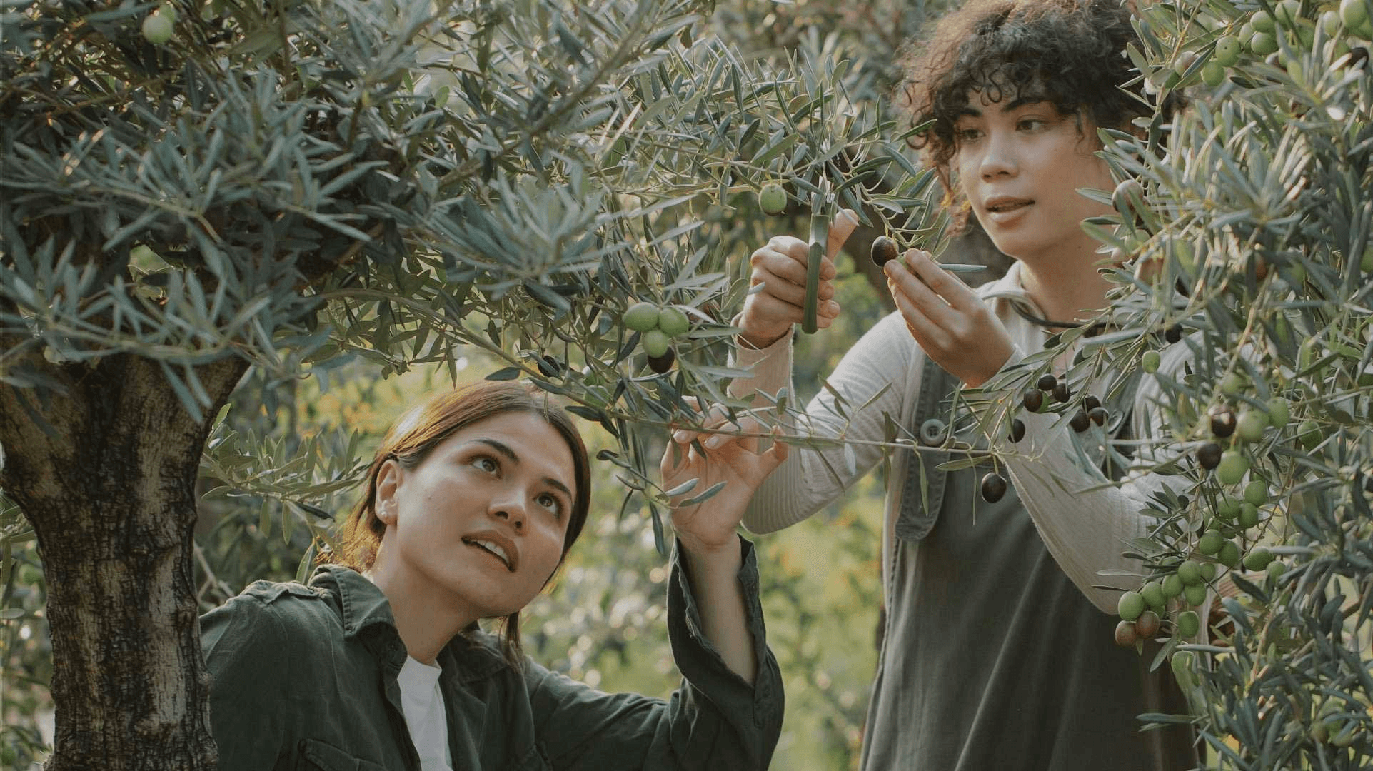 Oleastro Olive Park mill museum