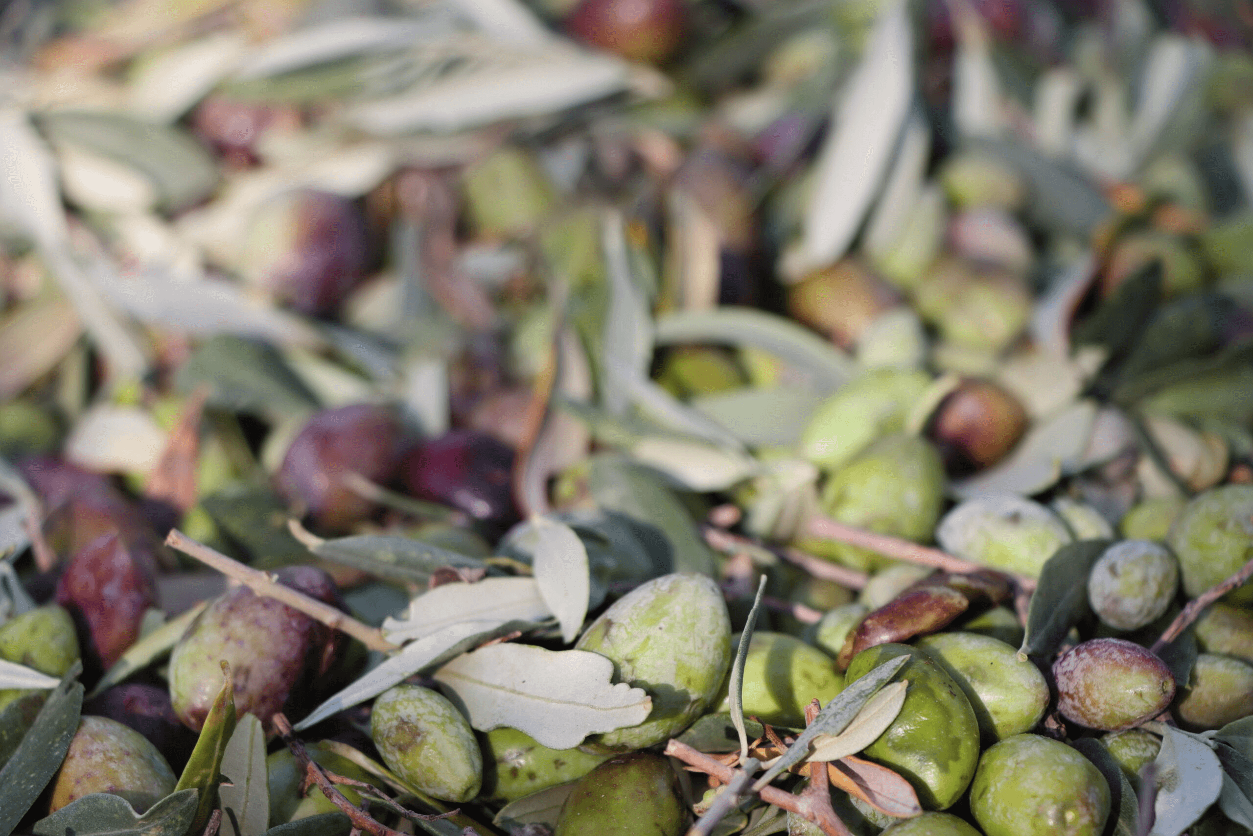 Olive mill Analiontas