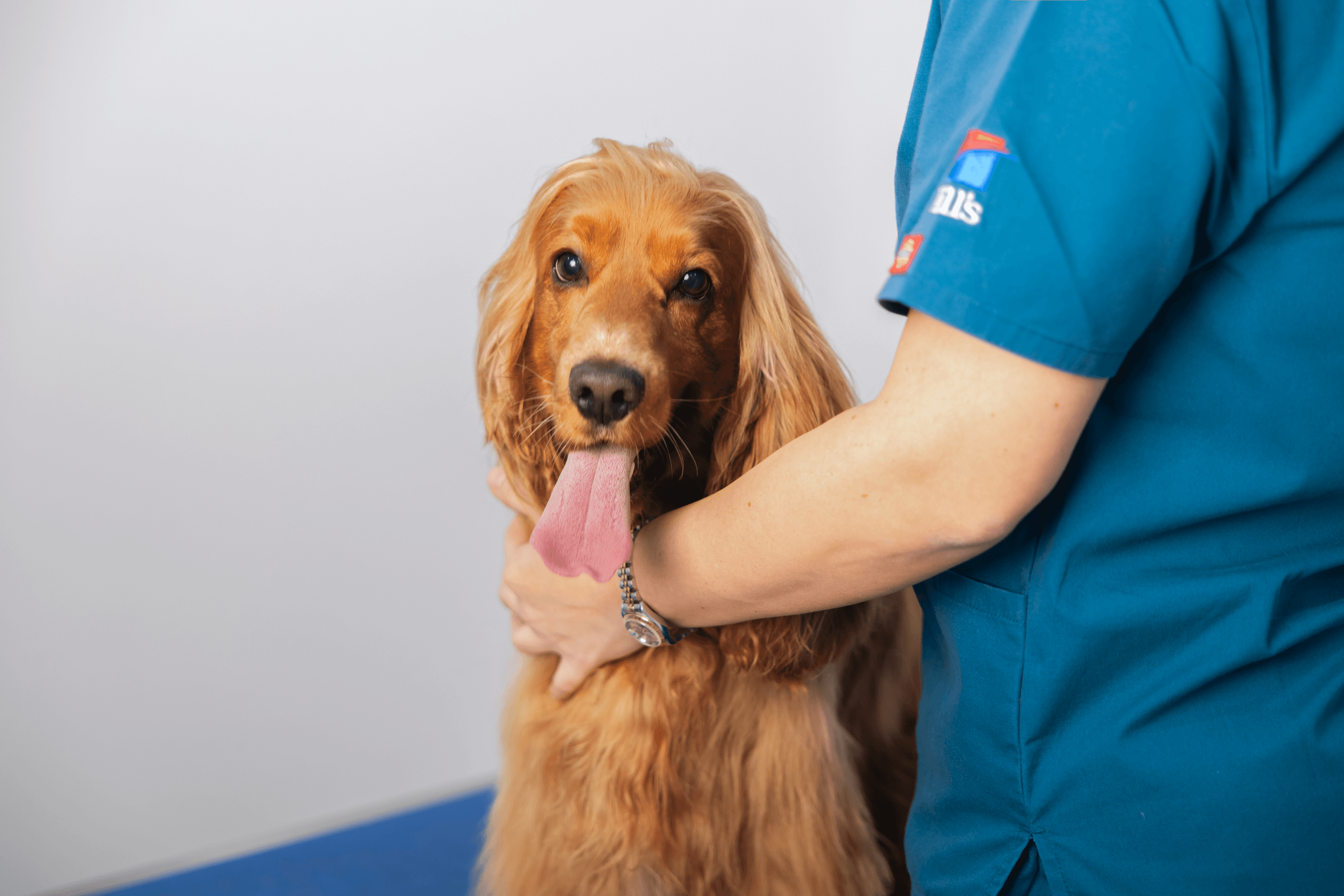 Paw Care Veterinary Clinic  