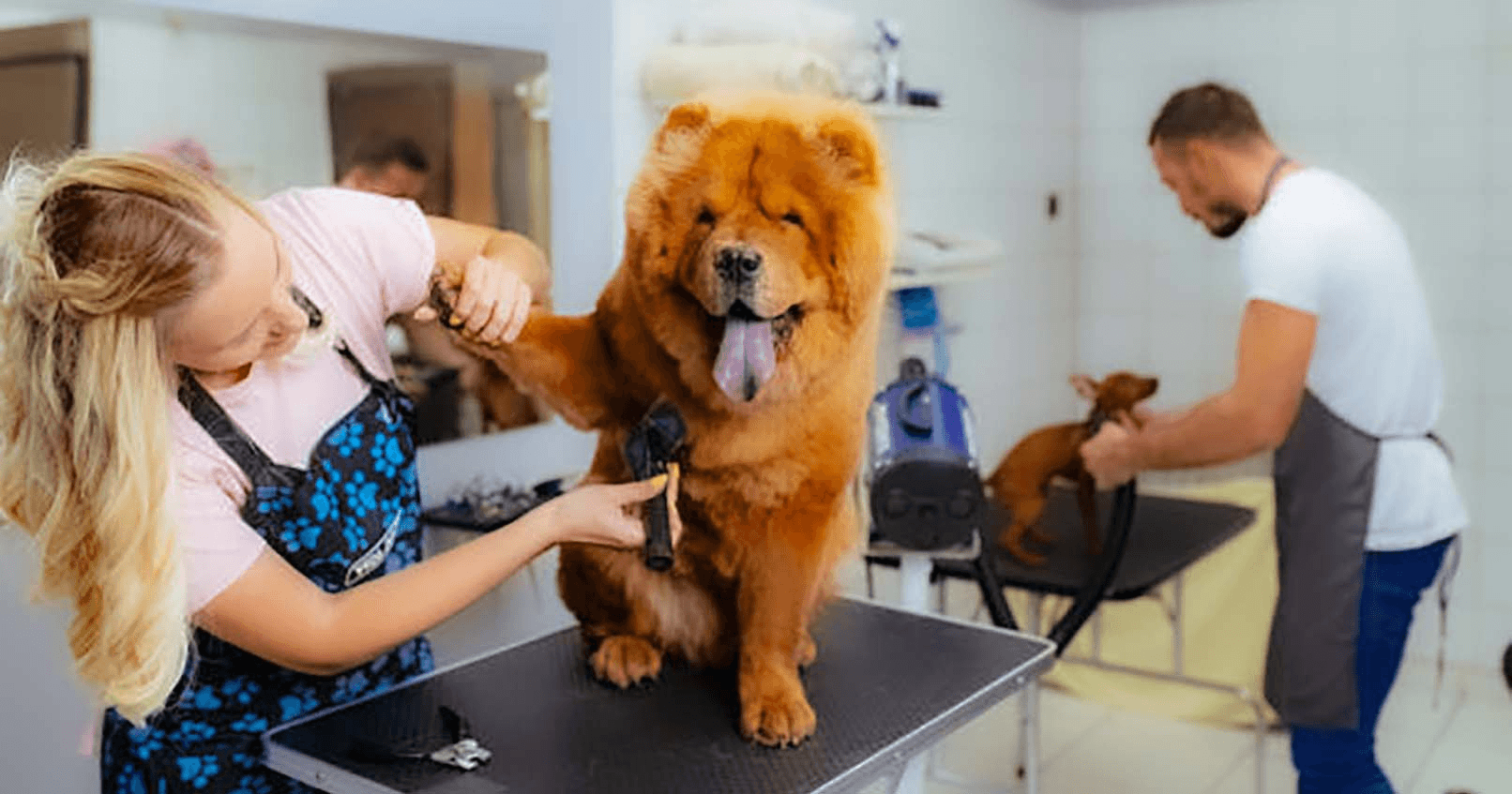 Pet Parade Boutique & Spa 