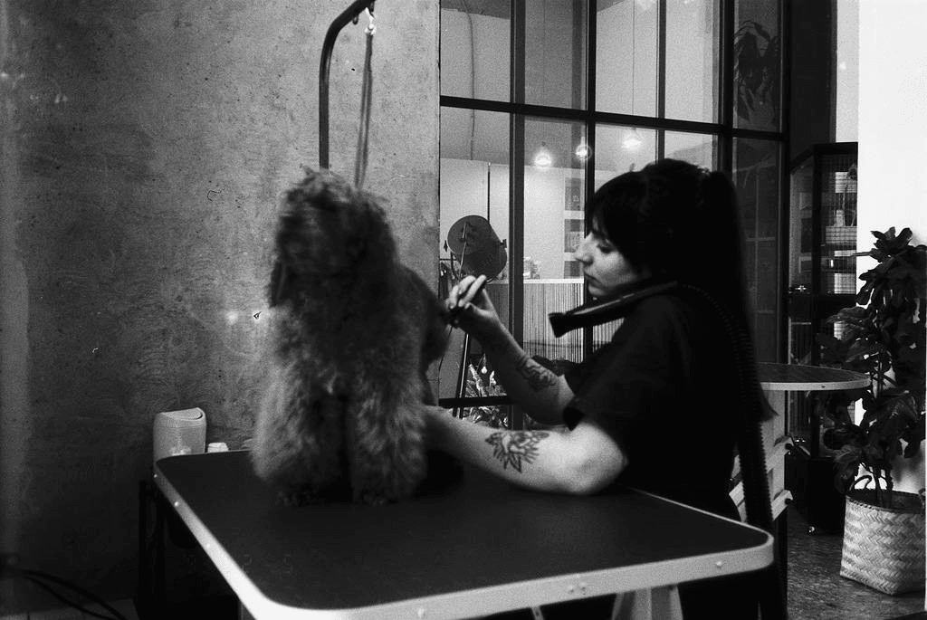 PetSpace Studio (grooming Limassol)