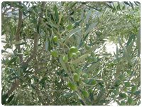 Trifyllaris Olive Groves