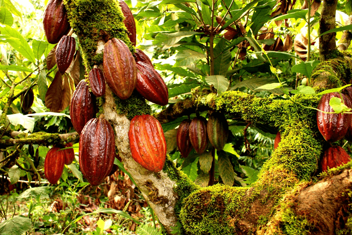 Platres Chocolate Workshop  