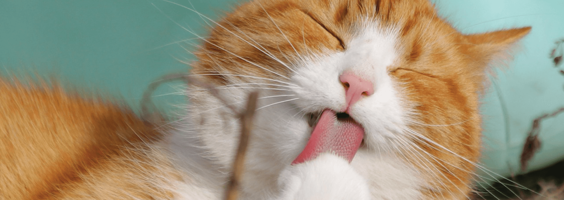 Premier Veterinary Clinic