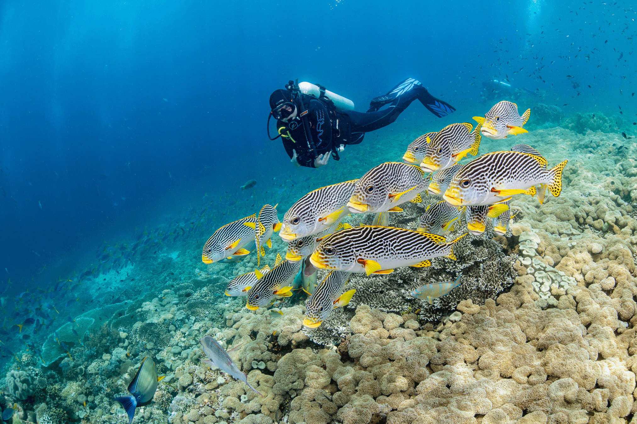 SDSC - Scuba Diving Support Center