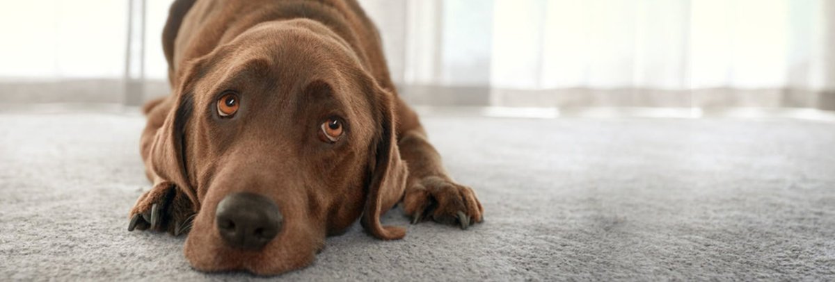 TRCI Pet Food Cyprus