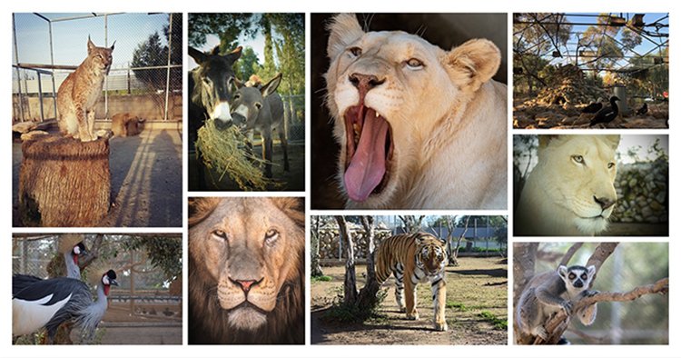 Melios Pet Centre Ltd