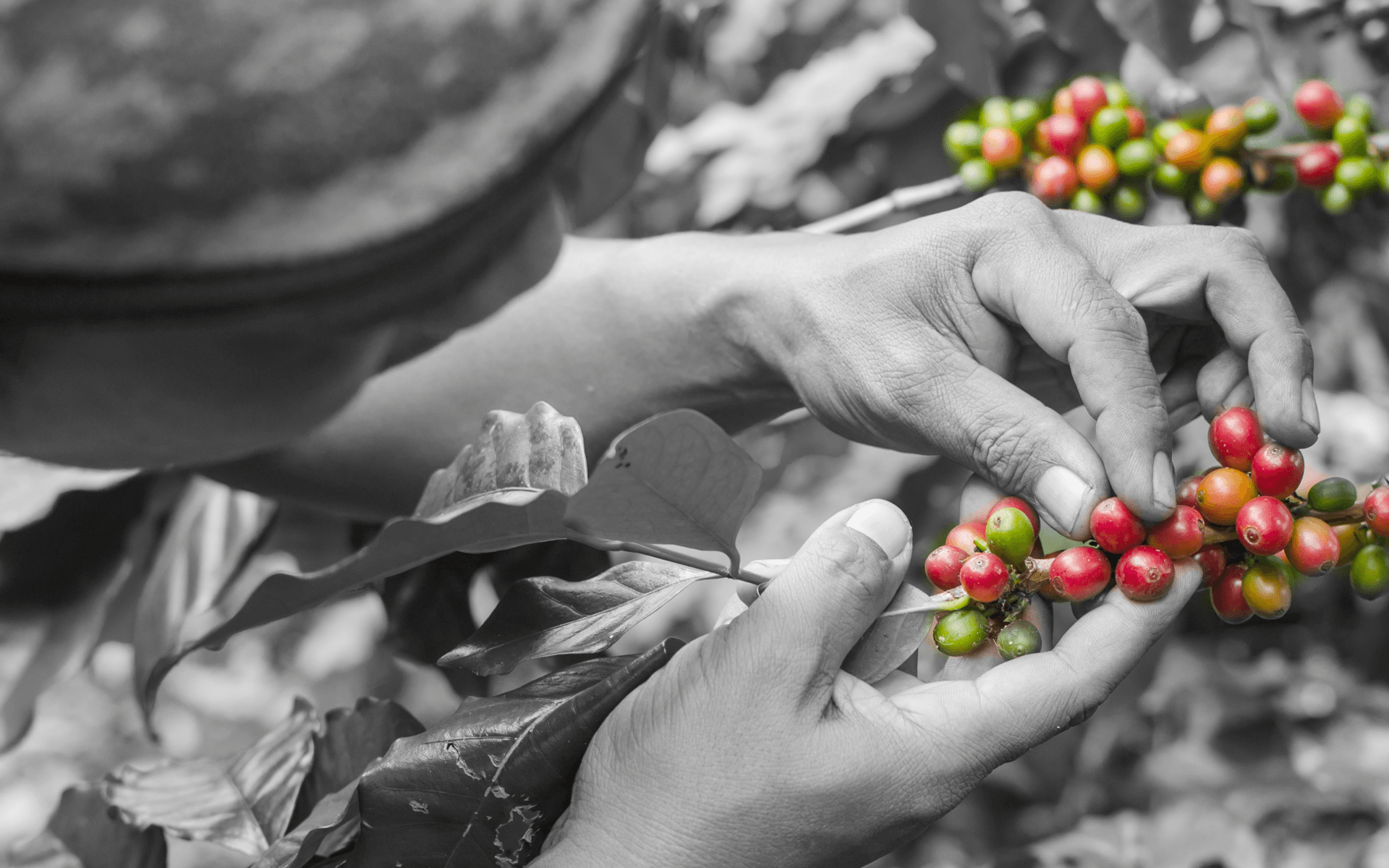 TRIBE Coffee Roasters 