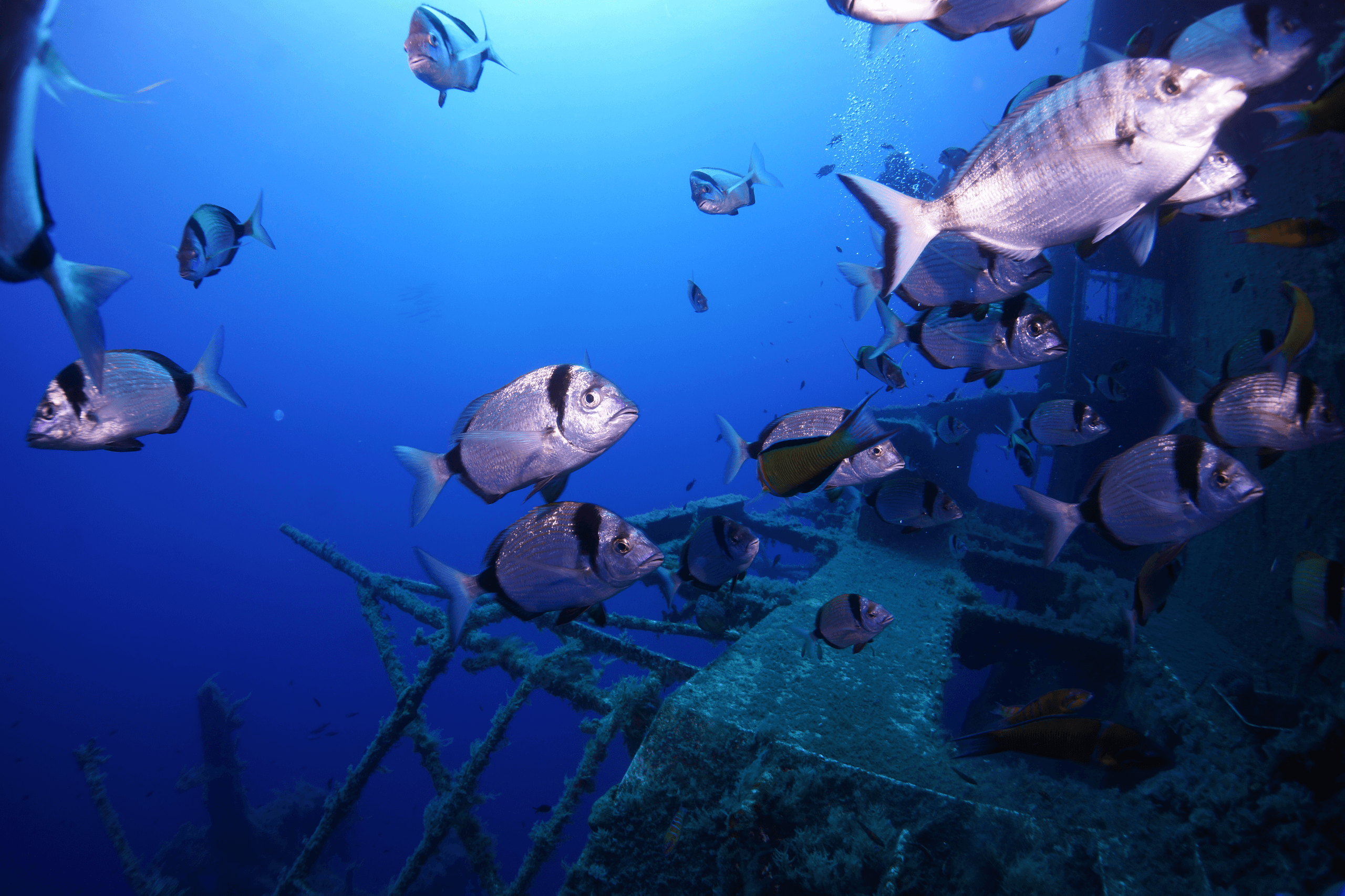 Viking Divers Scuba Diving Larnaca Cyprus 