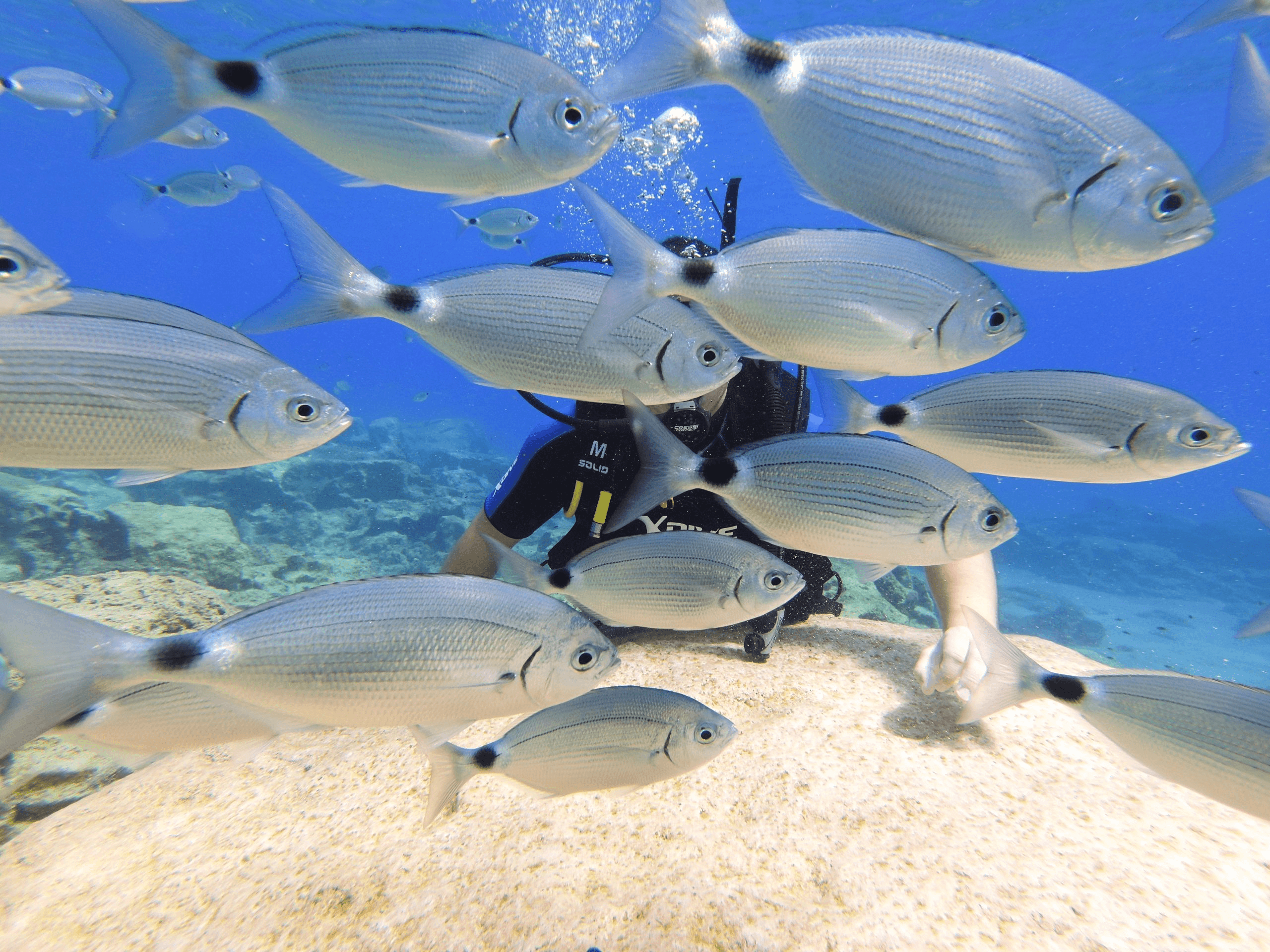 Yellow Fins Scuba Centre